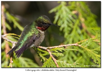 Colibri  gorge rubis / Ruby-throated Hummingbird