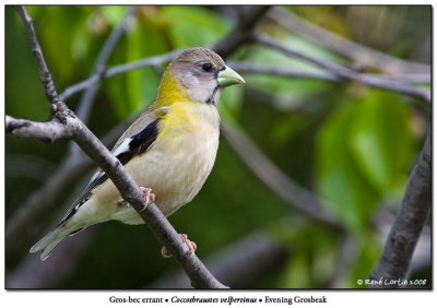 Gros-bec errant Evening Grosbeak