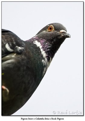 Pigeon biset Rock Pigeon