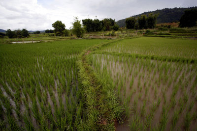 Rice Paddy Photo 1, Xieng Kouang, Laos