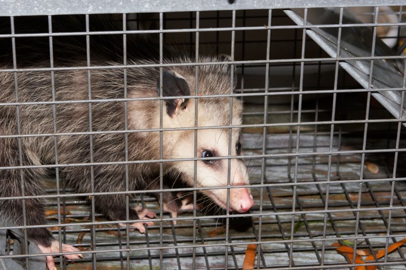 Opossum