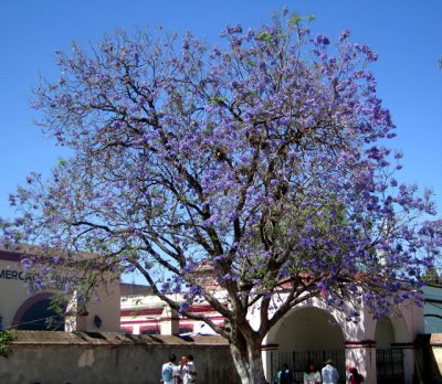 A jacaranda tree