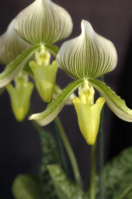 More Orchids 2006