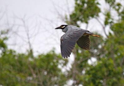 Yellow Crowned Night Heron in Flight