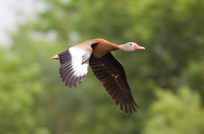 Black Bellied Whistling Duck in Flight