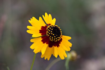 Colorado Bend State Park and Gorman Falls