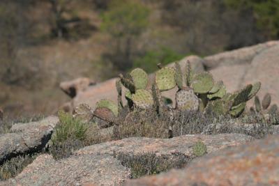 Dry Cactus