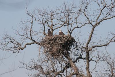 Llano County Eagles, 2006