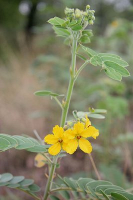 Yellow Flower