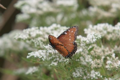 Queen Butterfly