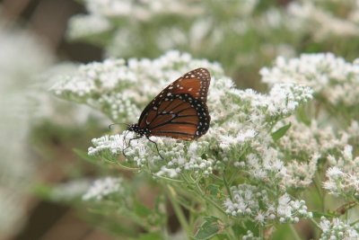 Queen Butterfly