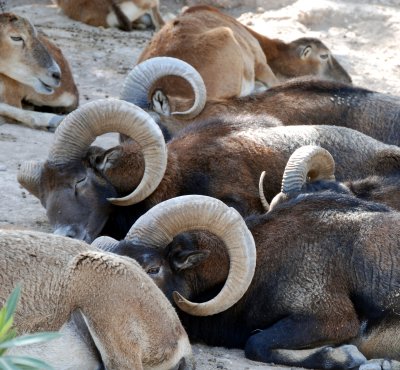 La siesta