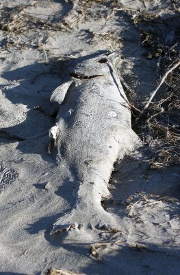 Salmon frozen into the sand