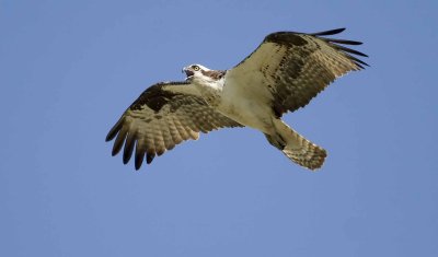 Osprey