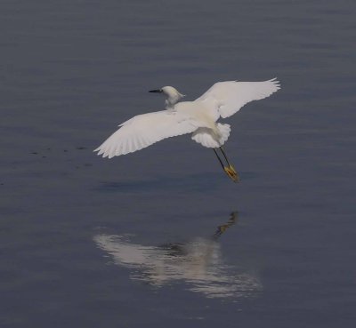 Bolsa chica