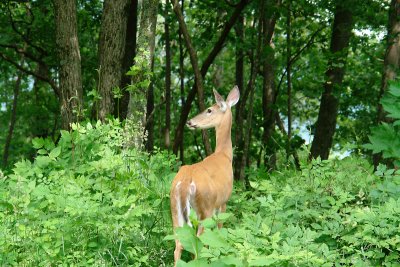 DeerJune162009.JPG