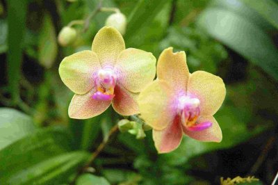 Yello Orchid 2005.jpg