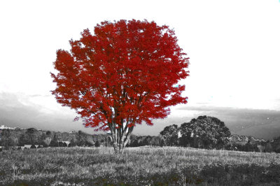 Favorite Tree BW Color.jpg