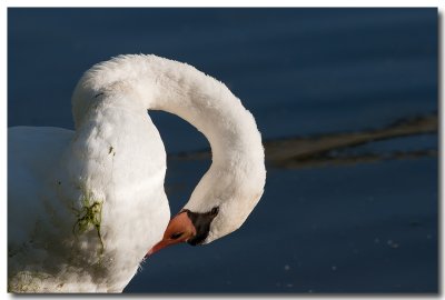 Cygne