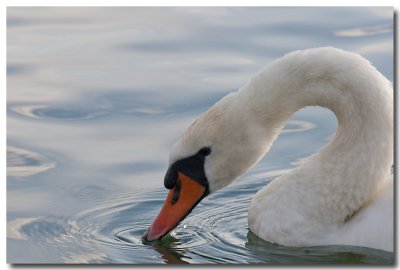 Cygne