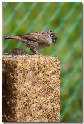 Moineau