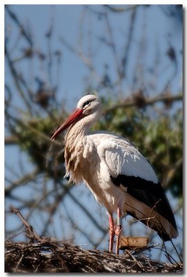 Cigogne d'Alsace