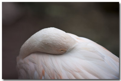 Flamand rose