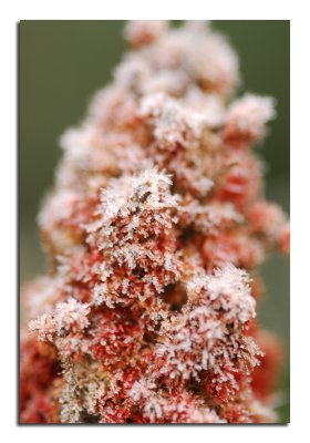 Givre sur un fruit de sumac