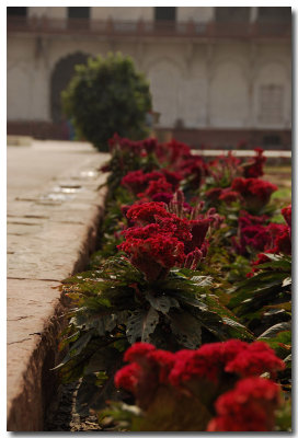 Jardin du Red Fort Agra