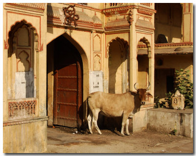 Jaipur la rose