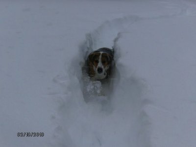 Goose navigating one of his trails in the back yard.