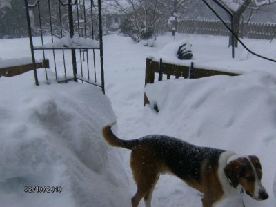 The back deck, with plowed trail for the dog