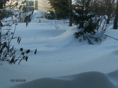 The side yard.  Note the tip-top of the fence rail on the right, between the evergreen and the edge of the picture