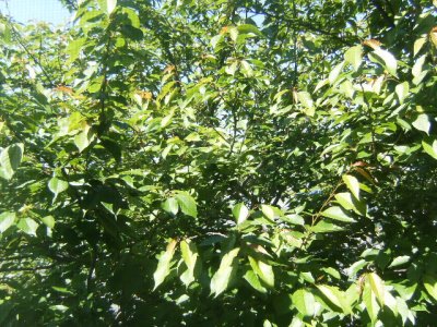 Living room window view - cherry tree