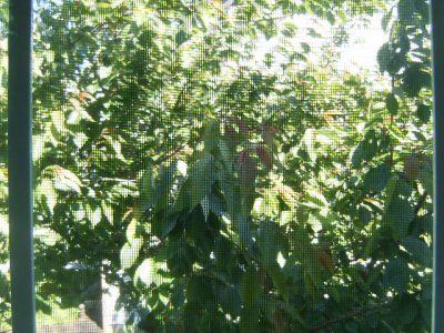 Side living room window view - 2nd cherry tree