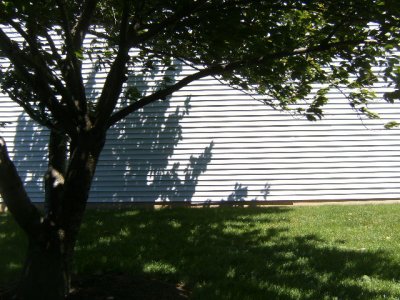 Looking north from front path