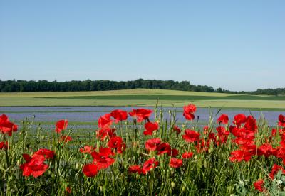 CHAMPS DE COQUELICOTS