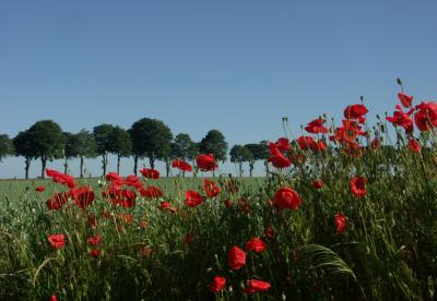 COQUELICOTS