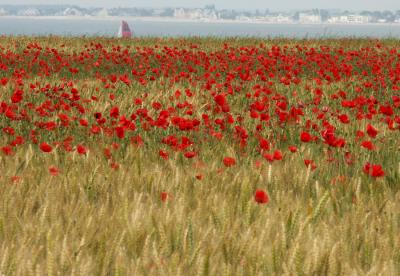 COQUELICOTS AU BORD DE LA MER