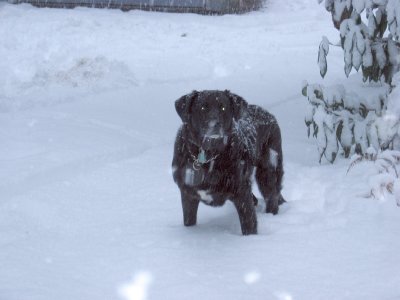 Otto_Snow.jpg