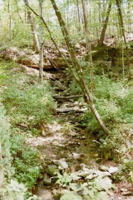 backyard1.jpg