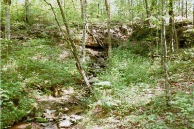 backyard2.jpg