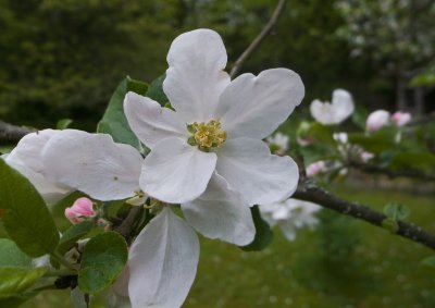 ppelblom