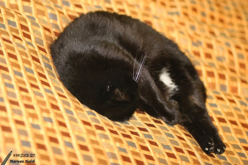 Kitty - Sleeping Beauty / Belle Endormie