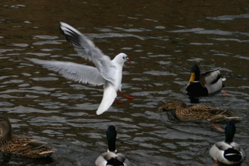 Seagull and Ducks / Mouette et Canards