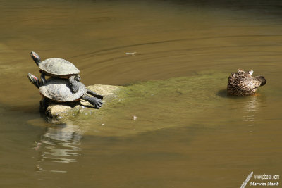 Turtles & Duck / Tortues & Canard