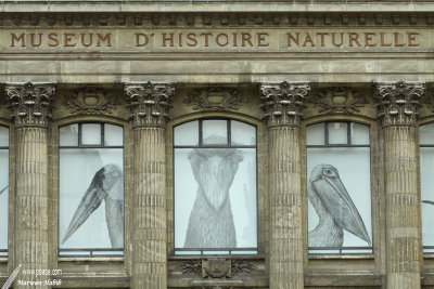 Nantes - Museum d'Histoire Naturelle
