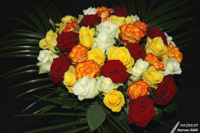 13-04-2010 : A bouquet of roses / Un bouquet de roses
