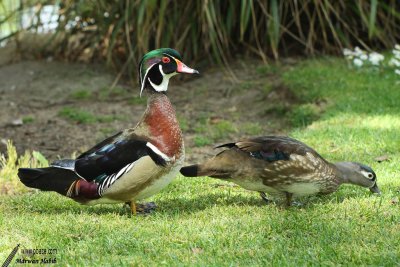 Wood Duck / Canard Carolin (Aix sponsa)