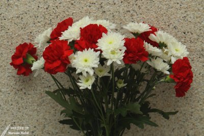 Red & white flowers / Fleurs rouges et blanches